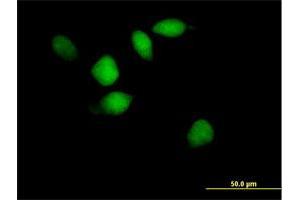 Immunofluorescence (IF) image for anti-Sialophorin (SPN) (AA 1-400) antibody (ABIN520436)
