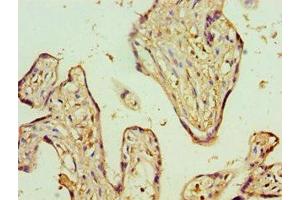 Immunohistochemistry of paraffin-embedded human placenta tissue using ABIN7143353 at dilution of 1:100