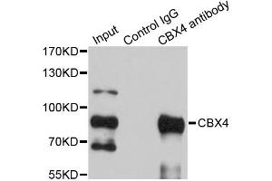 Immunoprecipitation analysis of 200ug extracts of HepG2 cells using 1ug CBX4 antibody. (CBX4 Antikörper)