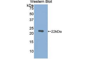 Western Blotting (WB) image for anti-Matrix Metallopeptidase 12 (Macrophage Elastase) (MMP12) (AA 290-469) antibody (ABIN1078306) (MMP12 Antikörper  (AA 290-469))