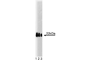 Western blot analysis of Caveolin 1. (Caveolin-1 Antikörper  (AA 1-178))