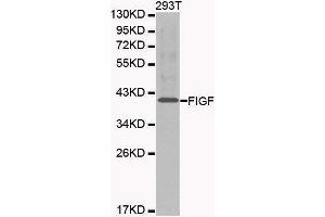 Western blot analysis of 293T cell lysate using FIGF antibody. (VEGFD Antikörper  (AA 20-220))