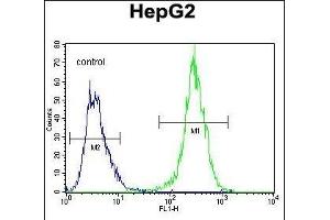 MRFL1 Antibody (Center) 1521c flow cytometric analysis of HepG2 cells (right histogram) compared to a negative control cell (left histogram). (MRFAP1L1 Antikörper  (AA 28-56))