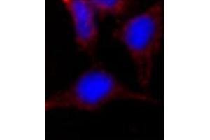 Image no. 2 for anti-Nanog Homeobox (NANOG) (AA 101-131), (Middle Region) antibody (ABIN357015) (Nanog Antikörper  (Middle Region))