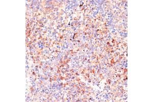 Immunohistochemistry of paraffin-embedded mouse spleen using IL4R antibody (ABIN7268001) at dilution of 1:100 (40x lens). (IL4 Receptor Antikörper  (AA 26-232))