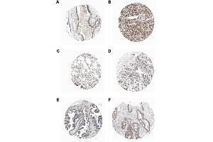 Immunohistochemical staining of endogenous human PIDD in different human tissues (paraffin sections) using MAb to PIDD (Anto-1) . (PIDD Antikörper  (AA 776-910))