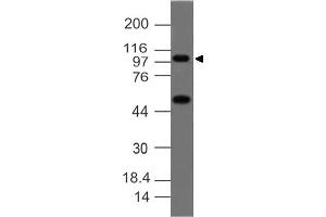 Image no. 1 for anti-Tumor Necrosis Factor, alpha-Induced Protein 3 (TNFAIP3) (C-Term) antibody (ABIN5027467) (TNFAIP3 Antikörper  (C-Term))
