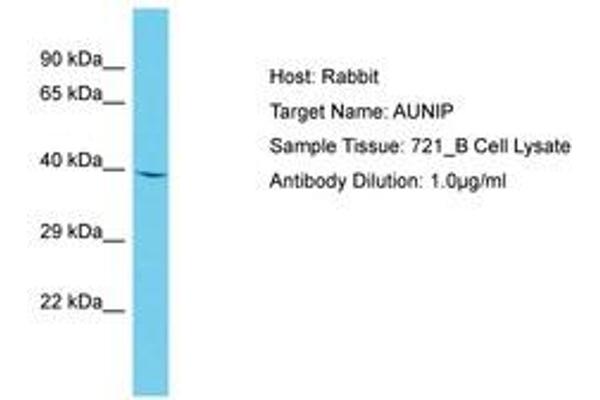 C1orf135 Antikörper  (AA 54-103)