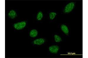 Immunofluorescence of purified MaxPab antibody to BLZF1 on HeLa cell. (BLZF1 Antikörper  (AA 1-400))