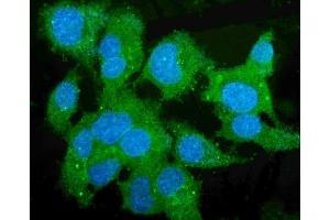 IF analysis of Liver Carboxylesterase 1/CES1 using anti-Liver Carboxylesterase 1/CES1 antibody (ABIN7602719). (CES1 Antikörper  (AA 99-206))