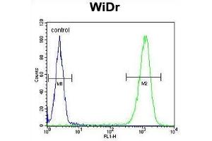 TSPAN33 Antibody (C-term) flow cytometric analysis of WiDr cells (right histogram) compared to a negative control cell (left histogram). (TSPAN33 Antikörper  (C-Term))