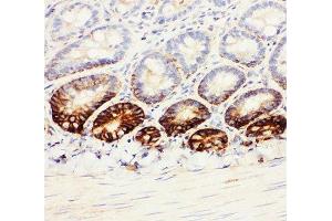 IHC-F testing of rat intestine tissue
