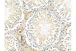 ABIN7094293 and ABIN7098340 at 1/100 staining Rat testis tissue by IHC-P. (HTRA1 Antikörper  (Internal Region))