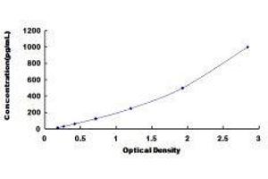Fibroblast Growth Factor 3 (FGF3) ELISA Kit