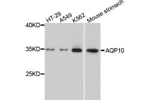 Western blot analysis of extracts of various cell lines, using AQP10 antibody.