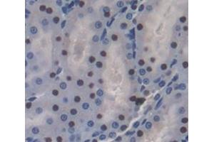 Used in DAB staining on fromalin fixed paraffin- embedded Kidney tissue (Oct-2 Antikörper  (AA 49-288))