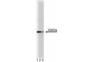 Western Blotting (WB) image for anti-Heme Oxygenase (Decycling) 1 (HMOX1) (AA 150-286) antibody (ABIN968130)