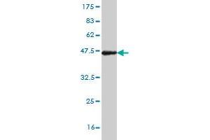 Western Blotting (WB) image for anti-NK3 Homeobox 1 (NKX3-1) (AA 100-209) antibody (ABIN518368)