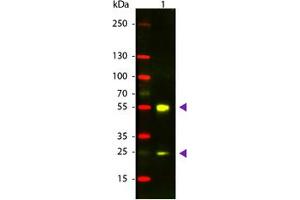 Image no. 1 for Donkey anti-Sheep IgG (Whole Molecule) antibody (Texas Red (TR)) (ABIN301491) (Esel anti-Schaf IgG (Whole Molecule) Antikörper (Texas Red (TR)))
