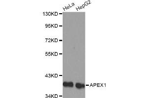Western blot analysis of extracts of various cell lines, using APEX1 antibody (ABIN1871019) . (APEX1 Antikörper)