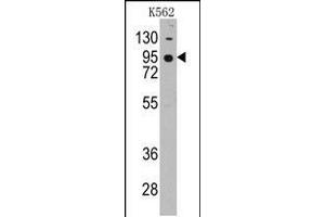Western blot analysis of anti-CDH7 Pab in K562 cell line lysates (35ug/lane) (Cadherin 7 Antikörper  (N-Term))