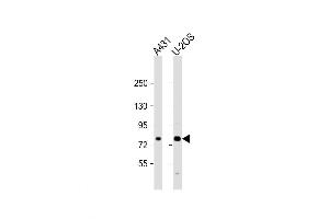 Western Blot at 1:2000 dilution Lane 1: A431 whole cell lysate Lane 2: U-2OS whole cell lysate Lysates/proteins at 20 ug per lane. (MAN1A2 Antikörper  (AA 342-373))