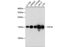 Western blot analysis of extracts of various cell lines using H3F3B Polyclonal Antibody at dilution of 1:1000. (H3F3B Antikörper)