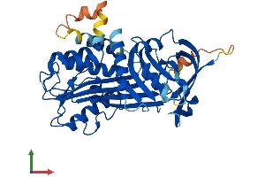 AlphaFold protein structure predicition of Human Recombinant SERPINB12 Protein, UniprotID Q96P63