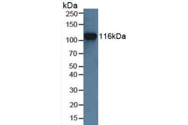 MUSK antibody  (AA 517-777)