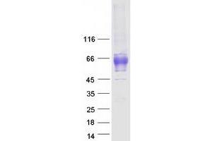 Western Blotting (WB) image for G Protein-Coupled Receptor 56 (GPR56) (Transcript Variant 1) protein (Myc-DYKDDDDK Tag) (ABIN2722190)