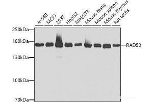 Western blot analysis of extracts of various cell lines using RAD50 Polyclonal Antibody at dilution of 1:1000. (RAD50 Antikörper)