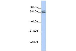 DCP1B antibody used at 0. (DCP1B Antikörper  (N-Term))