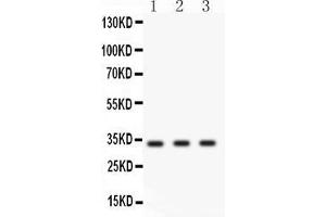 Anti- Cyclin D1 Picoband antibody, Western blottingAll lanes: Anti Cyclin D1  at 0. (Cyclin D1 Antikörper  (Middle Region))