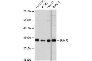 Western blot analysis of extracts of various cell lines, using SUMF2 antibody (ABIN7270627) at 1:1000 dilution. (SUMF2 Antikörper  (AA 45-320))
