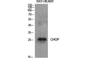 Western Blot (WB) analysis of specific cells using CHOP Polyclonal Antibody. (DDIT3 Antikörper  (Internal Region))