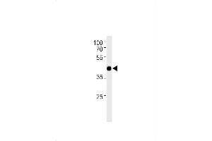 TFAP2D Antikörper  (C-Term)