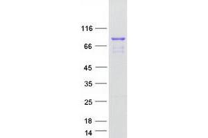 Validation with Western Blot (STON1 Protein (Myc-DYKDDDDK Tag))