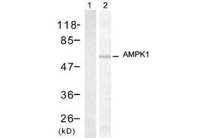 Western blot analysis of extracts from HT-29 cells, using AMPK1 (Ab-174) antibody (E021191, Lane 1 and 2). (PRKAA1 Antikörper)