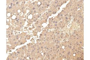 IHC analysis of BHMT using anti-BHMT antibody (ABIN7599940). (BHMT Antikörper  (AA 13-386))