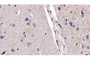 Detection of BDNF in Porcine Cerebrum Tissue using Monoclonal Antibody to Brain Derived Neurotrophic Factor (BDNF) (BDNF Antikörper  (AA 20-252))