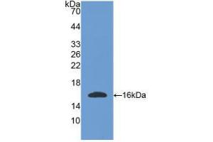 Western blot analysis of recombinant Mouse OGN. (OGN Antikörper  (AA 180-298))