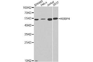 Western blot analysis of extracts of various cell lines, using RBBP4 antibody. (Retinoblastoma Binding Protein 4 Antikörper  (AA 1-425))