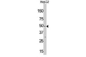 Western blot analysis of MLKLAK polyclonal antibody  in HepG2 cell line lysate (35 ug/lane). (ZAK Antikörper  (Internal Region))
