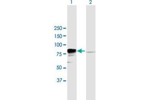 Western Blot analysis of EWSR1 expression in transfected 293T cell line by EWSR1 MaxPab polyclonal antibody. (EWSR1 Antikörper  (AA 1-656))