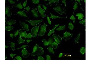 Immunofluorescence (IF) image for anti-Oxidative-Stress Responsive 1 (OXSR1) (AA 1-527) antibody (ABIN564266)