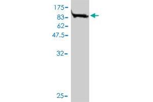 Western Blotting (WB) image for anti-Nuclear Receptor Subfamily 1, Group D, Member 2 (NR1D2) (AA 1-579) antibody (ABIN564291)