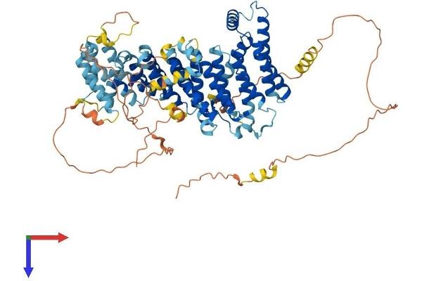 NOC2L Protein (AA 1-749) (His tag)