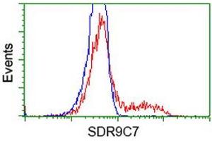 HEK293T cells transfected with either RC210941 overexpress plasmid (Red) or empty vector control plasmid (Blue) were immunostained by anti-SDR9C7 antibody (ABIN2453629), and then analyzed by flow cytometry. (SDR9C7 Antikörper)