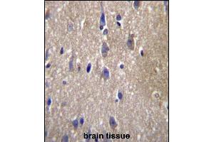 CPN2 Antibody (N-term) (ABIN657122 and ABIN2846266) immunohistochemistry analysis in formalin fixed and paraffin embedded human brain tissue followed by peroxidase conjugation of the secondary antibody and DAB staining. (CPN2 Antikörper  (N-Term))