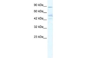 CHRNB2 antibody used at 5 ug/ml to detect target protein. (CHRNB2 Antikörper)